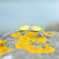 Two small fish-shaped earrings in yellow and green, resting on a rock covered in yellow lichen with a blurred blue-gray background.
